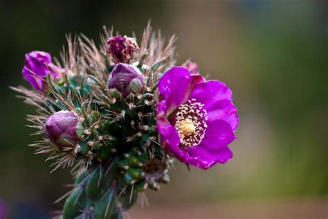 Desert flower pictures free stock photos download (12,081 Free stock ...