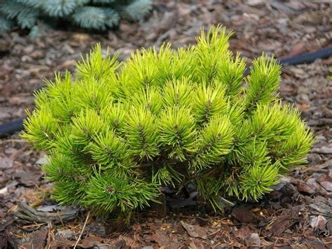 Pinus Mugo Winter Gold Dwarf Golden Mountain Pine