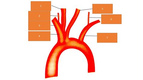 Extracranial Anatomy Labeling Pt 1 Diagram Quizlet