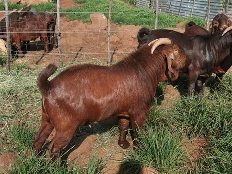 Goats For Sale Tel WhatsApp 27737692918 Goats For Sale Boar