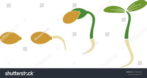 Sequential Stages Pumpkin Seed Germination Isolated Stock Vector ...