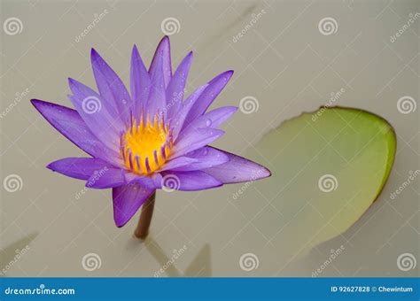 Purple Lotus Flower Float In The Bloom Stock Photo Image Of Plant