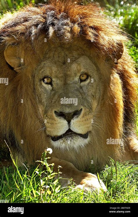 African Lion Panthera Leo Portrait Of Male Stock Photo Alamy