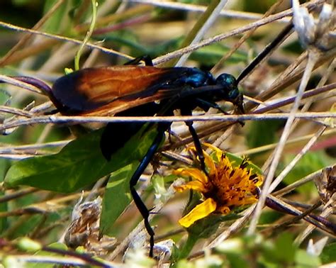 Tarantula Hawk What S That Bug