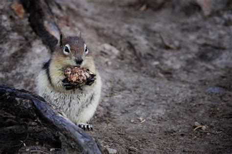 Cute Little Critters Little Critter Critter Cute