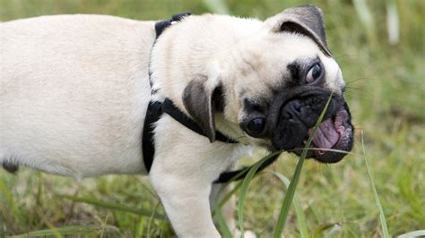 Why Does My Dog Eat Grass