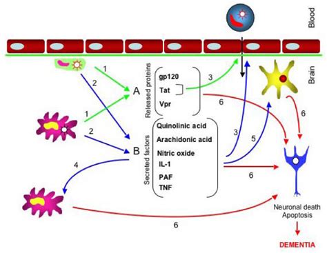 Mechanism Of Neuropathogenesis Two Components Of This Mechanism Are