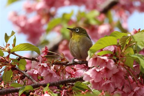 Spring Bird Wallpaper Photos, Download The BEST Free Spring Bird ...