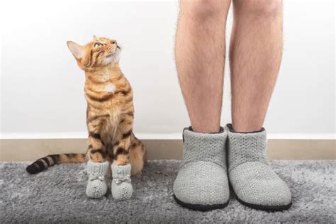 Weiß meine Katze wenn ich nackt bin Verhalten erklärt Amphiprotect de