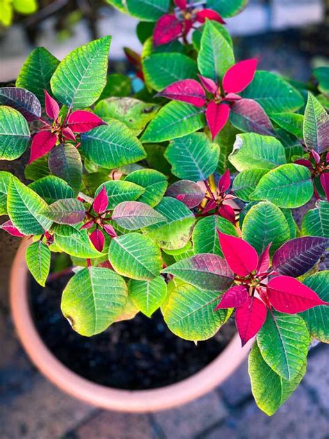 Poinsettia Laiss Dans La Voiture Pendant La Nuit Que Faire Avec Un