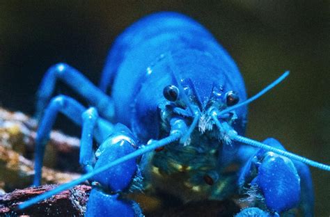 Video of Extremely Rare Blue Lobster Caught by Maine Fisherman Is Going ...