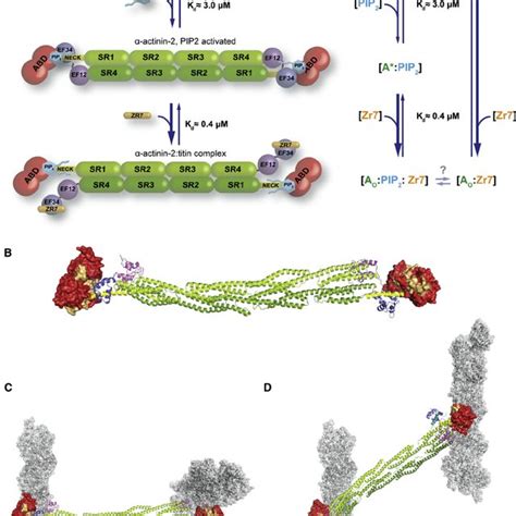 Complete Structure Of A Actinin In Closed Conformation A Domain