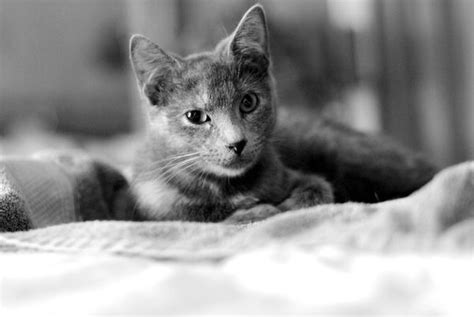 Grey Kitten By Wzrdofozfan On Deviantart