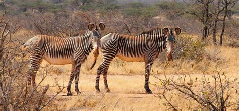 Tanzania Safari Vs Kenya Safari Comparison