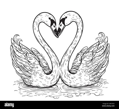 Swans Heart Drawing