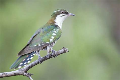 Cuckoo Symbolism - Spirit Animal Totems