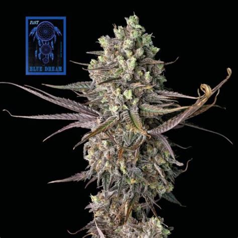 Buy Blue Dream Fast Feminized Seeds By Seedsman In America Stellar Seeds