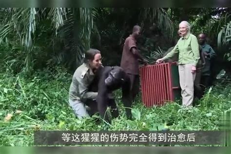 女子与猩猩分开多年后，当他们再次见面的时候，场面会怎样？场面猩猩时候