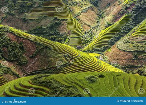 Rice Fields On Terraced Of Mu Cang Chai YenBai Vietnam Stock Photo