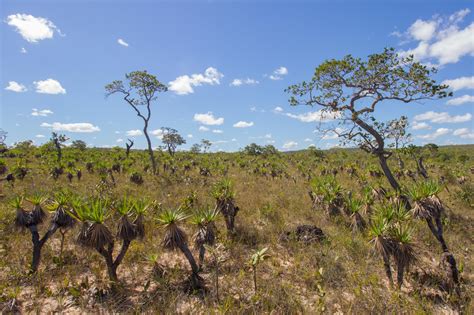 Der Cerrado Eine Der Artenreichsten Savannen Aventura Do Brasil