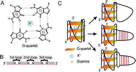 Spectroscopic Analysis Reveals The Effect Of Hairpin Loop Formation On