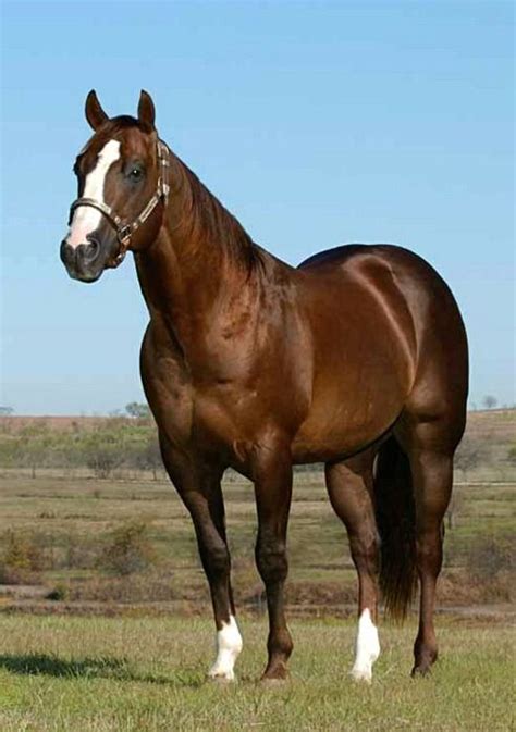 6666 Ranch | Quarter horse, Horses, Aqha horses