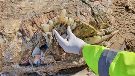 Britain Mysterious Sea Beast Found On Beach In Wales That Weighs Four