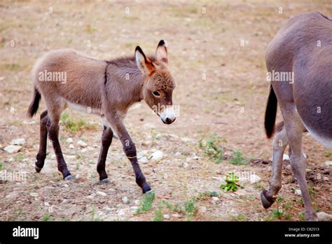 Baby donkey mule with mother in mediterranean Spain Stock Photo - Alamy