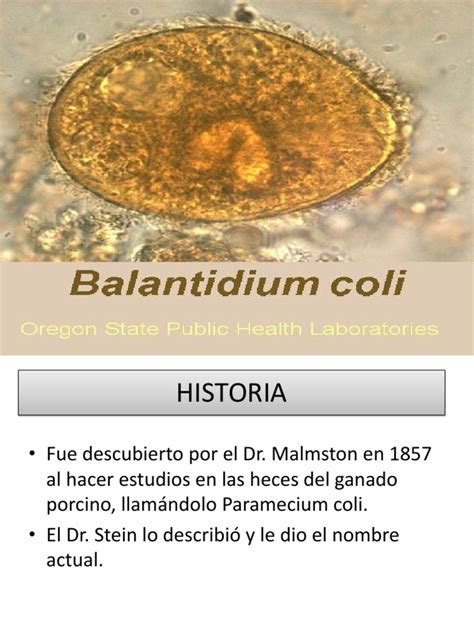 Parasitologia Balantidium Coli Flajelados Comensales