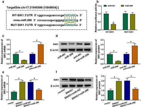 Snhg Served As A Molecular Sponge Of Mir To Modulate Sik