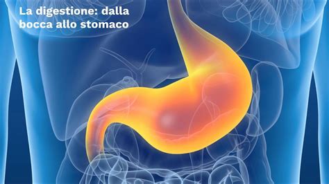 LE SUPERSINTESI DI SCIENZE La Digestione Dalla Bocca Allo Stomaco