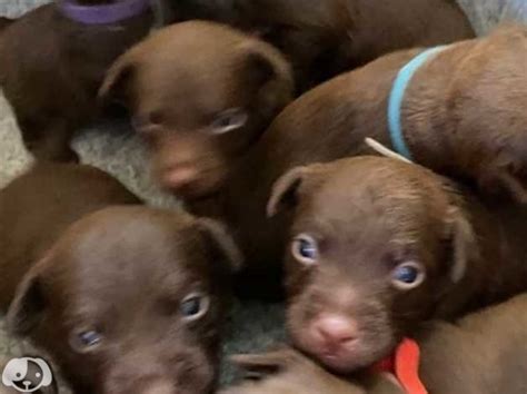 Chocolate Patterdale Puppies For Sale In Stoke On Trent St9 On Freeads