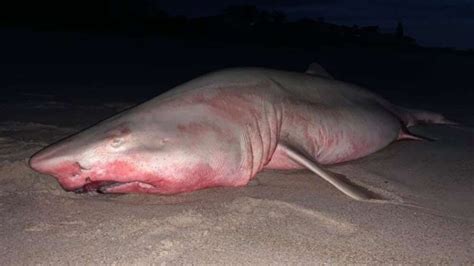 Uno Squalo Di Due Metri Stato Ritrovato Morto Su Una Spiaggia Della