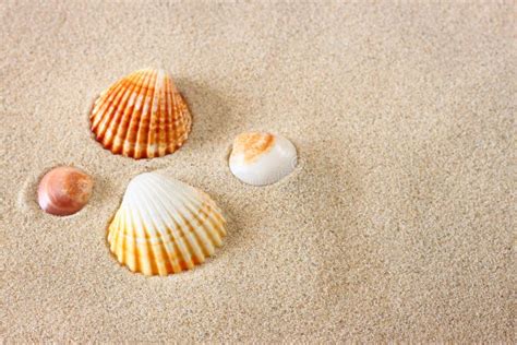 Conchas Do Mar Na Areia Da Praia Foto De Stock Imagem De Tropical