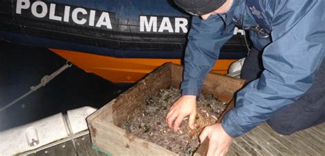 Polícia Marítima fiscaliza captura ilegal de meixão no rio Douro