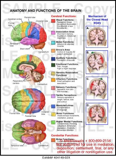 Parts Of The Brain And Their Functions Chart