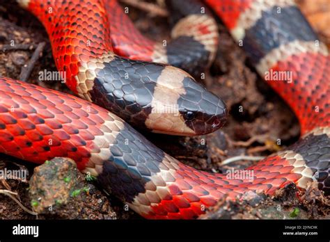 Coral Snake (Micrurus nigrocinctus), Santa Rosa NP, Costa Rica Stock ...