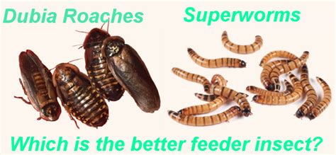 Dubia Roaches Vs Superworms Which Is The Better Feeder The Critter