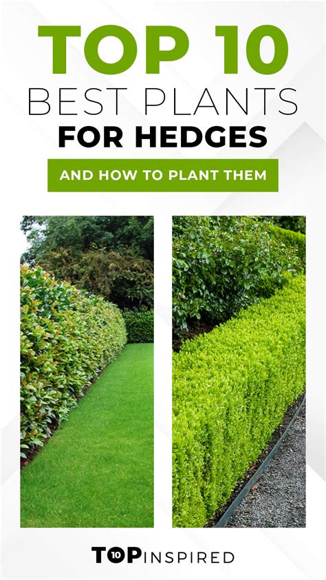 The Best Plants For Hedges 23 Types Of Hedges With