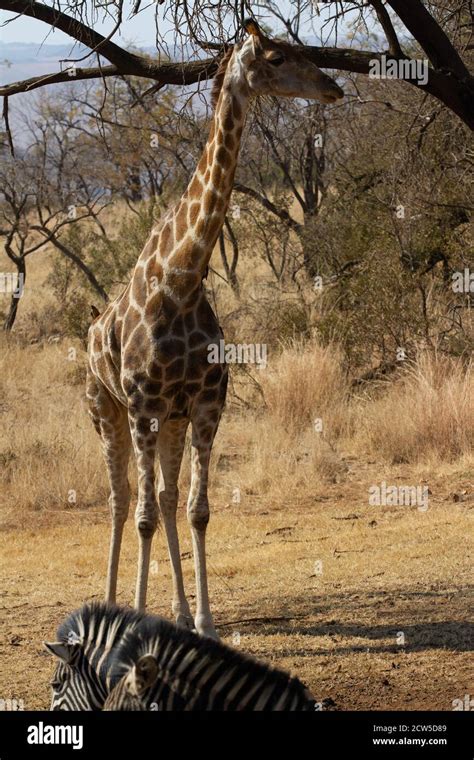 Safari in East Africa plains Stock Photo - Alamy