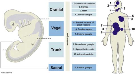 Lecture Neural Crest Development Embryology