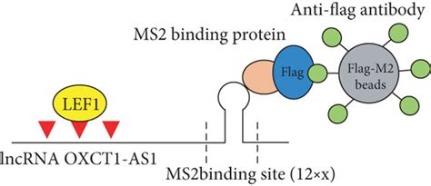 Lncrna Oxct1 As1 Interacts With Lef1 In Nsclc Cells Subcellular