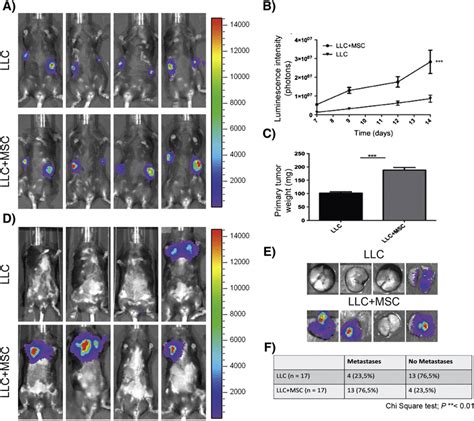 Mscs Enhance Tumor Growth And Metastasis Formationluc Llc Cells 1 ×