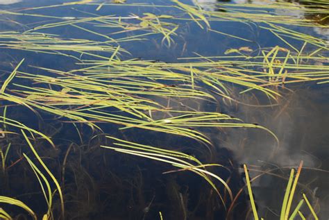 Field Guide to Aquatic Plants