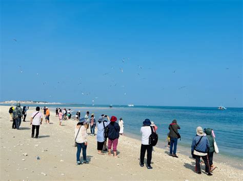 『2024澎湖四季旅遊』春之賞鷗季 跳島賞岩賞鷗樂 歡迎熱烈報名 台灣華報