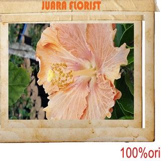 Jual PROMOSI 9 9 Juara Florist Tanaman Hias Kembang Sepatu Bunga