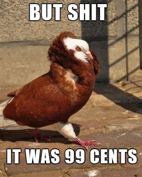 A Nice Pigeon And Macklemore Meme Memes Pigeon Meme Pigeon Funny