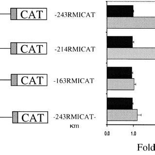 2 AAF Induction Of Mdr1b Promoter Requires Intact NF B Motif H4 II E