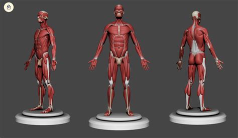 Artstation Road To Human Anatomy 4 ècorchè