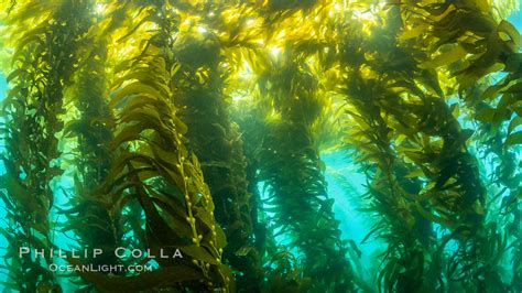 Sunlight Glows Throughout A Giant Kelp Forest Macrocystis Pyrifera